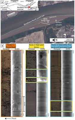 Preservation of exopolymeric substances in estuarine sediments